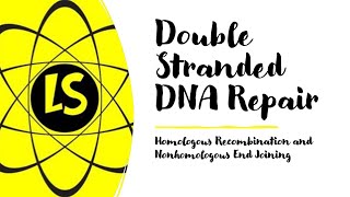 Double Stranded DNA Repair  Homologous Recombination and Nonhomologous End Joining [upl. by Minni]