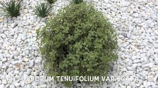 Pittosporum tenuifolium variegata Garden Center online Costa Brava  Girona [upl. by Helmer]