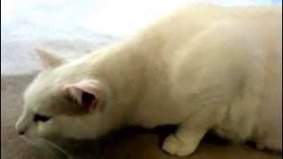 Cat Asthma Attack  what to look for in your kitty [upl. by Aerda]