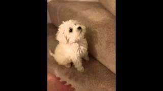 Teddy the Schnoodles first attempt at the stairs [upl. by Harrak893]