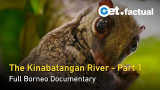 The Kinabatangan  A Corridor of Life  The Amazon of the East  Borneo Documentary Part 1 [upl. by Kirch]