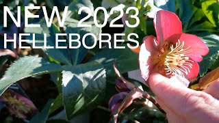 New Hellebore Varieties to try this year [upl. by Ayotas]