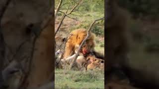 Maasai Tribe Steal Meat from Lions Reaction [upl. by Temp]