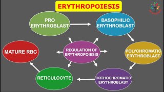 Erythropoiesis and Its Regulation ll PATHOGENESIS ll BarmanSir [upl. by Erie]