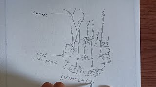 Anthoceros Diagram plants of the bryophyta division anthoceros labelled Diagram class9science [upl. by Nnylatsirk]