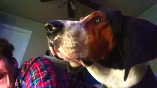 Jax quotBest of Personalityquot Compilation Treeing Walker Coonhound [upl. by Ymmas541]