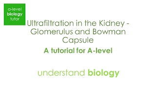 Ultrafiltration in the Kidney Glomerulus and Bowman Capsule  Tutorial for Alevel BIology [upl. by Ahsikal]