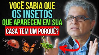 Você sabia que os INSETOS que aparecem em sua casa têm significado 🐞🦋 [upl. by Barbie]