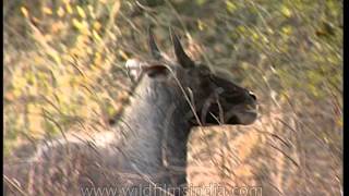 Nilgai at Sariska Tiger Reserve [upl. by Brannon71]