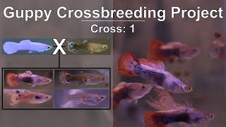 Platinum White Guppy Crossbreeding amp Outcrossing DocumentingLogging Color Genetics in Fishkeeping [upl. by Nicky]