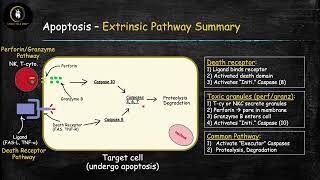 Apoptosis 2 Extrinsic Pathway [upl. by Chemesh308]