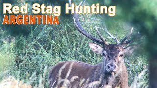 Red Stag Hunting In Argentina  Patagonia  2018 Chasse Cerf Approche [upl. by Mlehliw]