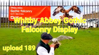 Whitby Abbey Gothic Falconry Display [upl. by Jermain]