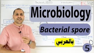 bacterial Spore formation Bacterial Structure [upl. by Auhs]