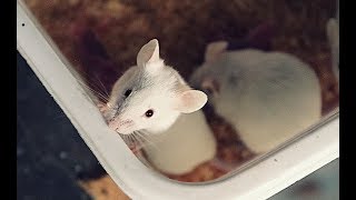 Small Scale Mouse Breeding Housing Feeding and Watering [upl. by Louanna284]