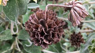 Jerusalem sage Phlomis fruticosa  old seed head close up  June 2018 [upl. by Lletnohs]