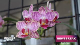 Redland International Orchid Festival attracts plant enthusiasts [upl. by Iht]