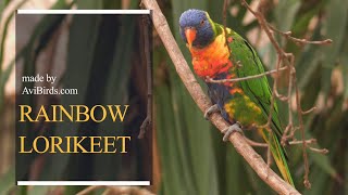 Rainbow Lorikeet Trichoglossus Moluccanus [upl. by Benisch]