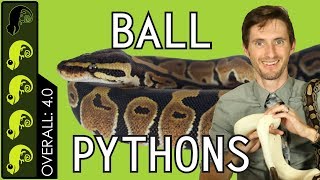 Ball Python The Best Pet Reptile [upl. by Tran]