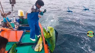 Así se Pescan los Peces Dorados con Peces Voladores  Pesca en Alta Mar [upl. by Elvera654]