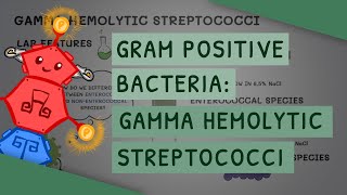 Gamma Hemolytic Streptococci [upl. by Retnuh357]