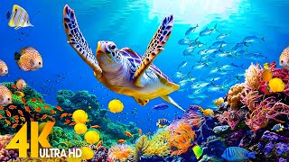 NEW 4HRS Stunning 4K Underwater Wonders  Relaxing Music  Coral Reefs Fish amp Colorful Sea Life [upl. by Aisiram]