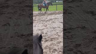 Look at Beckett not me🤦🏼‍♀️😂 horse horsey horseenthusiast equestrian horsegirls horsefan [upl. by Lemrac]