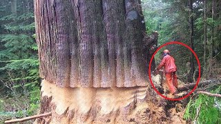 Extreme Dangerous Huge Trees Felling Skill Climbing With Chainsaw Machines Tree Cutting Down Skill [upl. by Eiraminot]