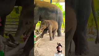 Kutta bhaga hati se Dr ke elephant [upl. by Field]