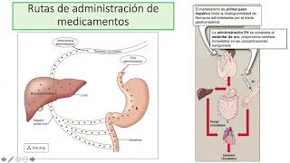 Farmacocinética y Farmacodinamia [upl. by Nnylaj347]