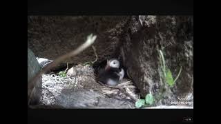 Puffin Chick Hatches Puffling Gets Groomed 06122024 exploreorg [upl. by Aitsirk]