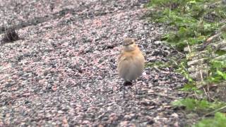 Izabeltapuit  Isabelline Wheatear [upl. by Nollaf183]