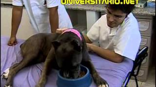 Curso de Veterinária da UFRGS [upl. by Bernat696]