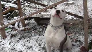 Amerikai Staffordshire terrier Syler amstaff hungary [upl. by Nhguaved]