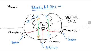 Proton Pump Inhibitors Explained in 4 Minutes [upl. by Tamaru]