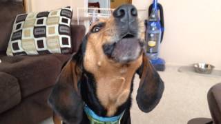 Walker the coonhound sings the song of his people [upl. by Suoivatnod939]