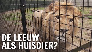 Waarom heeft de mens de leeuw als huisdier  De Buitendienst over Wilde dieren [upl. by Auohs803]