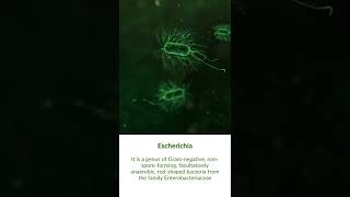 What is Escherichia Bacteria [upl. by Alisa]