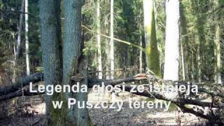 Puszcza Białowieska  Miejsce Mocy [upl. by Hannon]