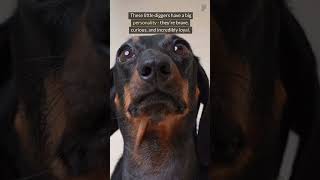 Dachshund Secrets That Will Blow Your Mind [upl. by Nnaerb288]