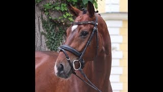 SOLD 2014 great Hanoverian gelding 163 hh wwwsporthorsesonlinecom [upl. by Ahseinaj]