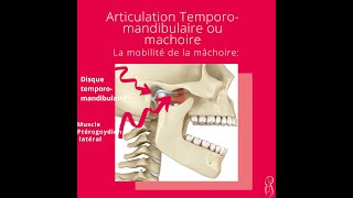 Anatomie et Physiologie de larticulation de la machoire [upl. by Euphemie]