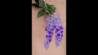 Sandpaper Vine Flower in my garden SHORTS [upl. by Rimma800]