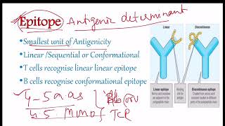 Antigens  definition and Factors affecting Antigenicity [upl. by Hsirrap267]