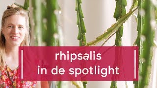 Plant Spotlight Rhipsalis [upl. by Innaig]