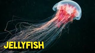 JELLYFISH  Jellyfish Attacks Goa Beaches  Jellyfish Facts  Information About Jellyfish amp Poison [upl. by Eseeryt]