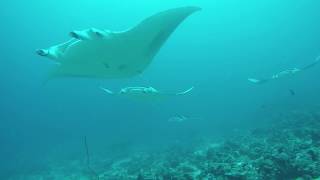 Diving Maldives Malahini Kuda Bandos MantaPoint 2017 [upl. by Eldnar]