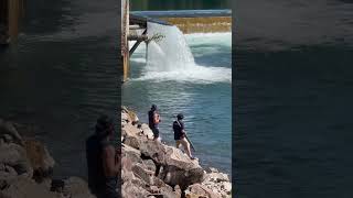 Sturgeon Fishing Cowlitz River  Barrier Dam 🦈 nature washington salmon hatchery waterfall [upl. by Tuppeny107]