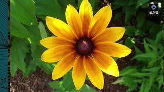 Top 10 Perennials That Bloom Year After Year [upl. by Karlee698]