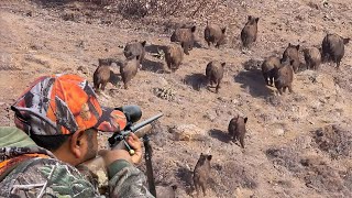 GREAT SHOTS TO WILD BOAR HERD EXTREME HUNTING ADVENTURE EXCITING DRONE SCENES [upl. by Stubstad758]